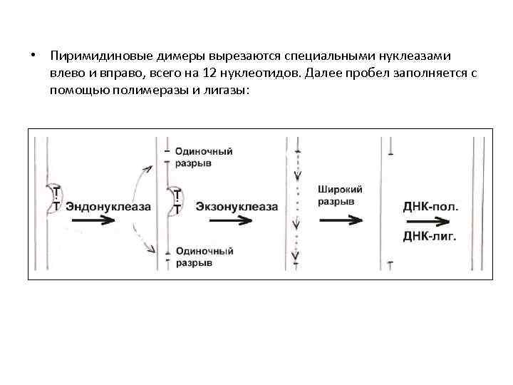  • Пиримидиновые димеры вырезаются специальными нуклеазами влево и вправо, всего на 12 нуклеотидов.