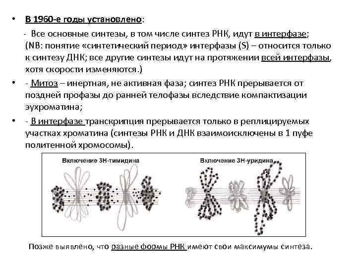  • В 1960 -е годы установлено: - Все основные синтезы, в том числе