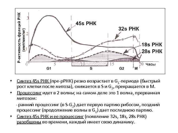  • Синтез 45 s РНК (пре-р. РНК) резко возрастает в G 1 -периоде