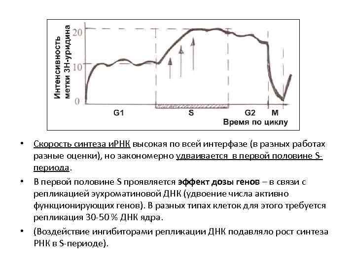  • Скорость синтеза и. РНК высокая по всей интерфазе (в разных работах разные