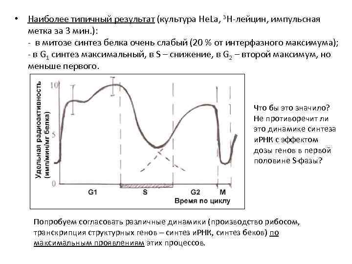  • Наиболее типичный результат (культура He. La, 3 Н-лейцин, импульсная метка за 3