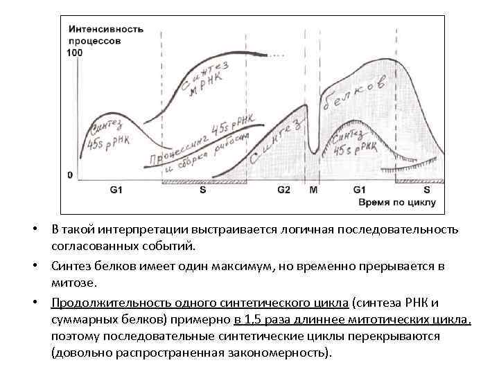  • В такой интерпретации выстраивается логичная последовательность согласованных событий. • Синтез белков имеет