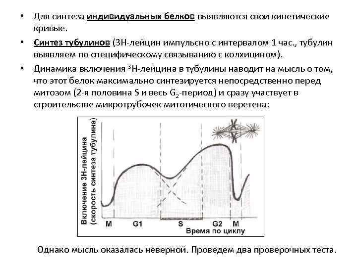  • Для синтеза индивидуальных белков выявляются свои кинетические кривые. • Синтез тубулинов (3