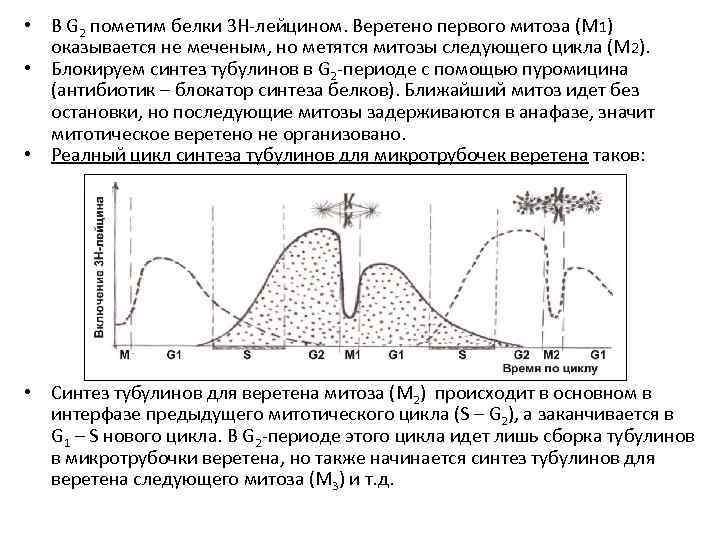 Синтез белков тубулинов