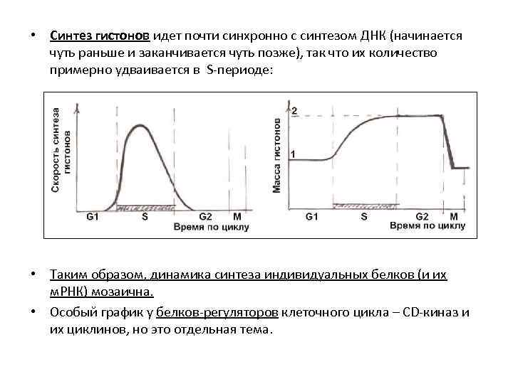  • Синтез гистонов идет почти синхронно с синтезом ДНК (начинается чуть раньше и
