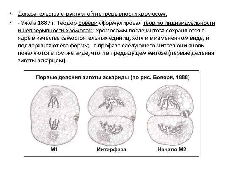  • Доказательства структурной непрерывности хромосом. • - Уже в 1887 г. Теодор Бовери