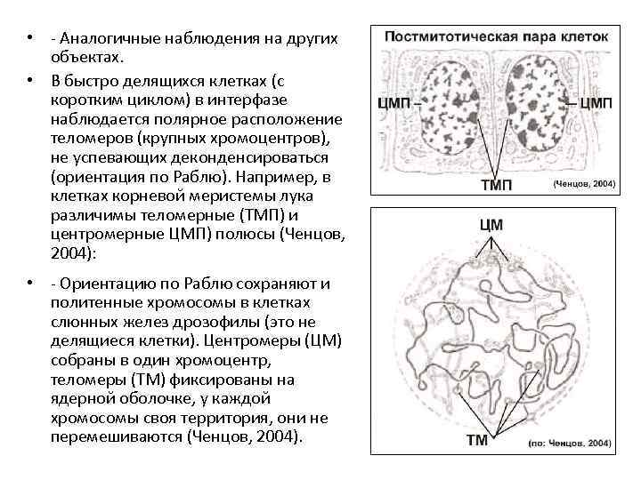  • - Аналогичные наблюдения на других объектах. • В быстро делящихся клетках (с
