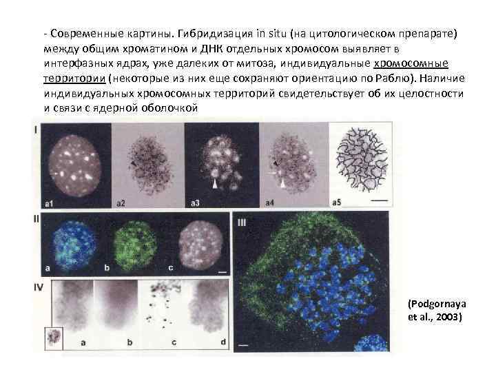 - Современные картины. Гибридизация in situ (на цитологическом препарате) между общим хроматином и ДНК