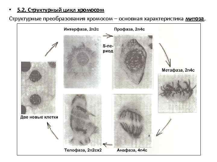  • 5. 2. Структурный цикл хромосом Структурные преобразования хромосом – основная характеристика митоза.