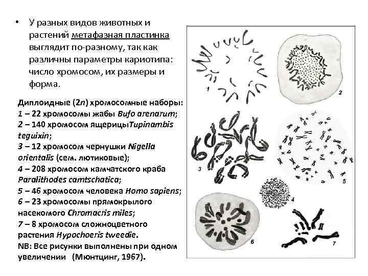  • У разных видов животных и растений метафазная пластинка выглядит по-разному, так как