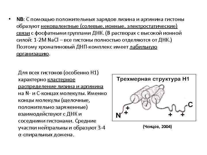  • NB: С помощью положительных зарядов лизина и аргинина гистоны образуют нековалентные (солевые,