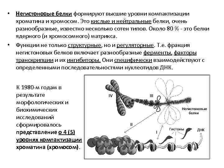 Роль хроматина. Гистоновые и негистоновые белки. Высшие уровни организации хроматина. Нуклеомерный уровень компактизации хроматина.