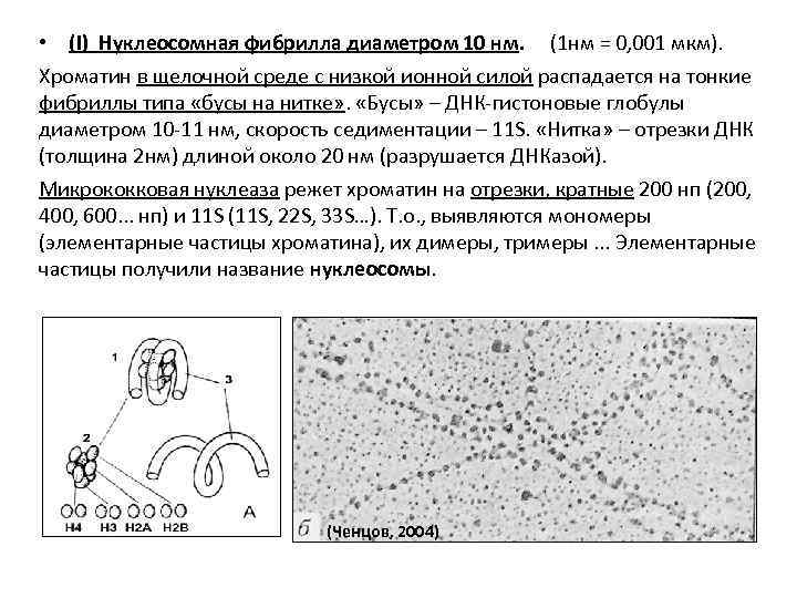  • (I) Нуклеосомная фибрилла диаметром 10 нм. (1 нм = 0, 001 мкм).