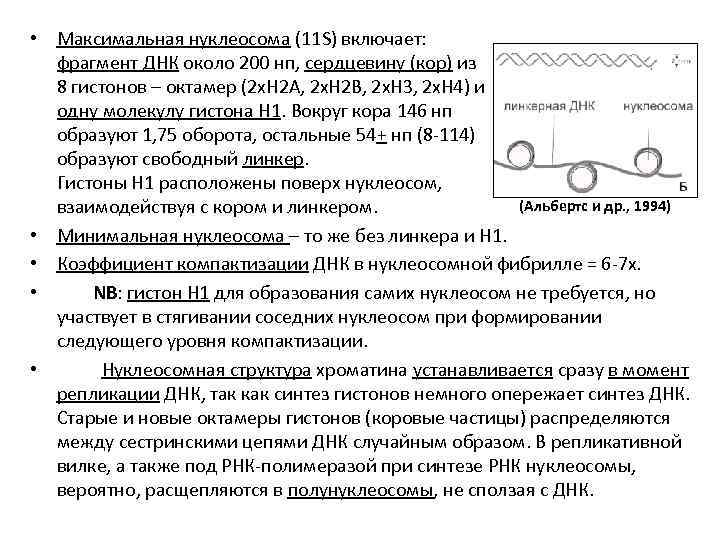  • Максимальная нуклеосома (11 S) включает: фрагмент ДНК около 200 нп, сердцевину (кор)