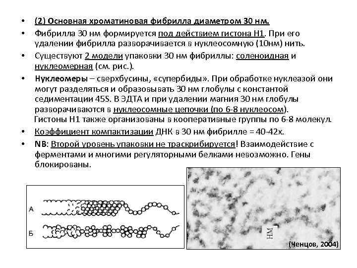 (2) Основная хроматиновая фибрилла диаметром 30 нм. Фибрилла 30 нм формируется под действием гистона
