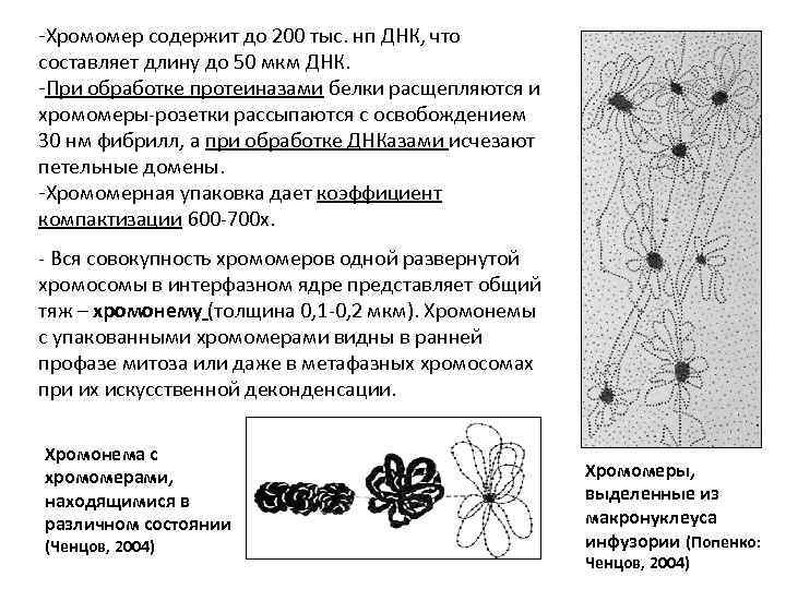 -Хромомер содержит до 200 тыс. нп ДНК, что составляет длину до 50 мкм ДНК.
