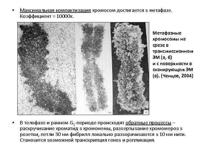 • Максимальная компактизация хромосом достигается в метафазе. Коэффициент = 10000 х. Метафазные хромосомы