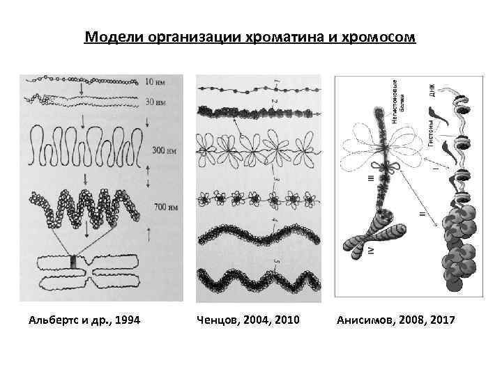 Модели организации хроматина и хромосом Альбертс и др. , 1994 Ченцов, 2004, 2010 Анисимов,