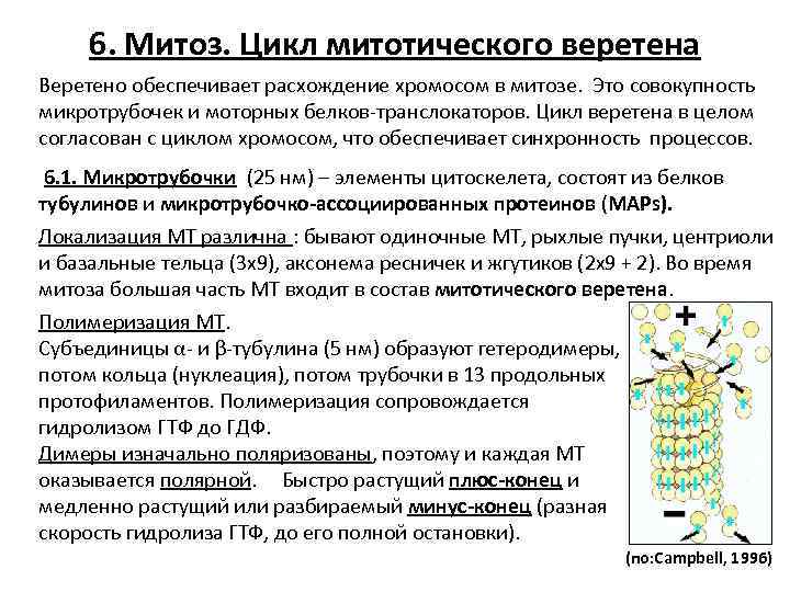6. Митоз. Цикл митотического веретена Веретено обеспечивает расхождение хромосом в митозе. Это совокупность микротрубочек