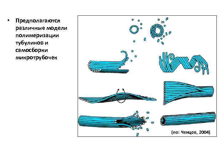  • Предполагаются различные модели полимеризации тубулинов и самосборки микротрубочек (по: Ченцов, 2004) 
