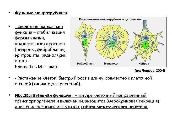  • Функции микротрубочек: • - Скелетная (каркасная) функция – стабилизация формы клетки, поддержание