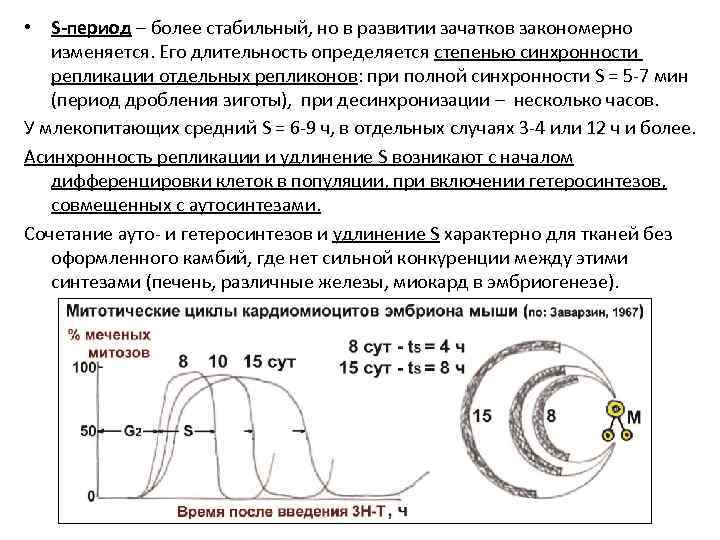  • S-период – более стабильный, но в развитии зачатков закономерно изменяется. Его длительность