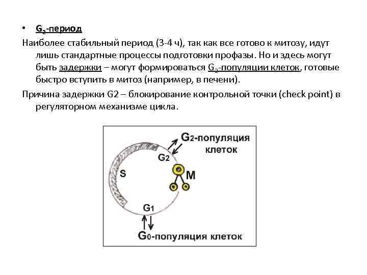  • G 2 -период Наиболее стабильный период (3 -4 ч), так как все