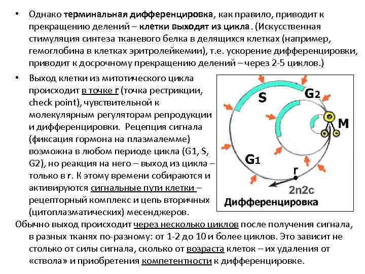  • Однако терминальная дифференцировка, как правило, приводит к прекращению делений – клетки выходят