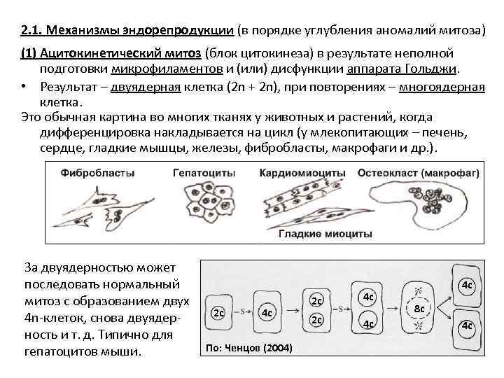 2. 1. Механизмы эндорепродукции (в порядке углубления аномалий митоза) (1) Ацитокинетический митоз (блок цитокинеза)