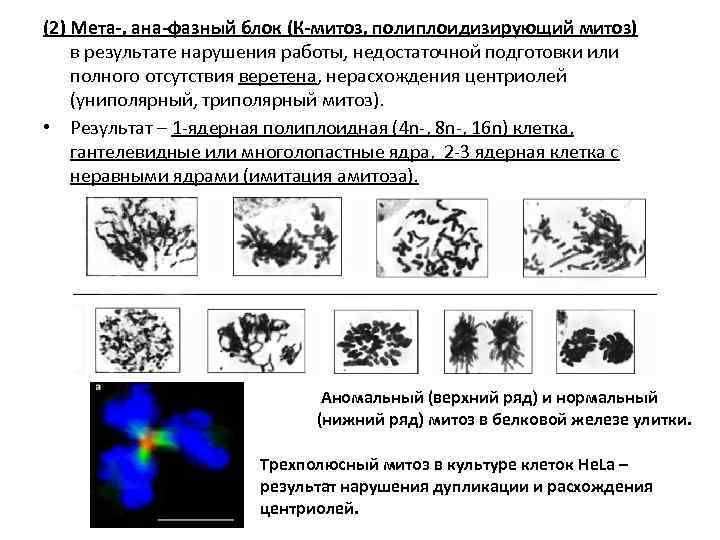 (2) Мета-, ана-фазный блок (К-митоз, полиплоидизирующий митоз) в результате нарушения работы, недостаточной подготовки или