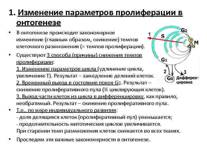 1. Изменение параметров пролиферации в онтогенезе • В онтогенезе происходит закономерное изменение (главным образом,