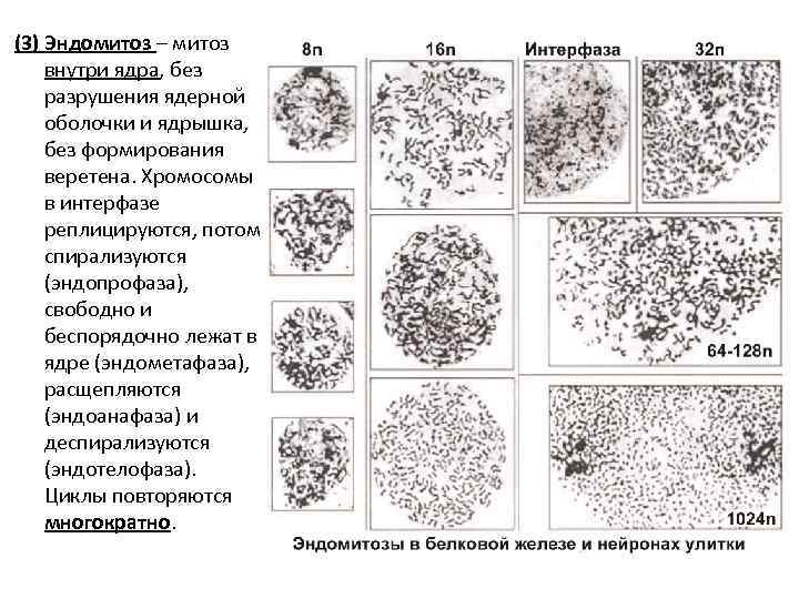 (3) Эндомитоз – митоз внутри ядра, без разрушения ядерной оболочки и ядрышка, без формирования