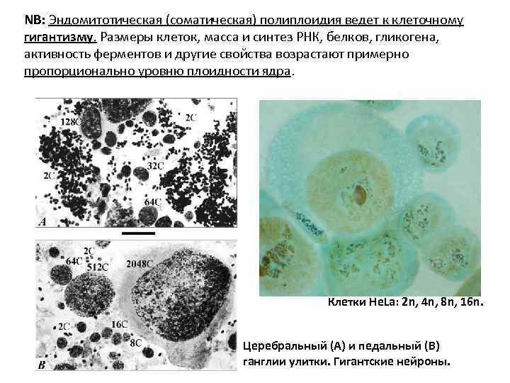 NB: Эндомитотическая (соматическая) полиплоидия ведет к клеточному гигантизму. Размеры клеток, масса и синтез РНК,