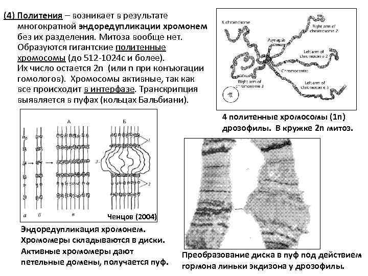 (4) Политения – возникает в результате многократной эндоредупликации хромонем без их разделения. Митоза вообще