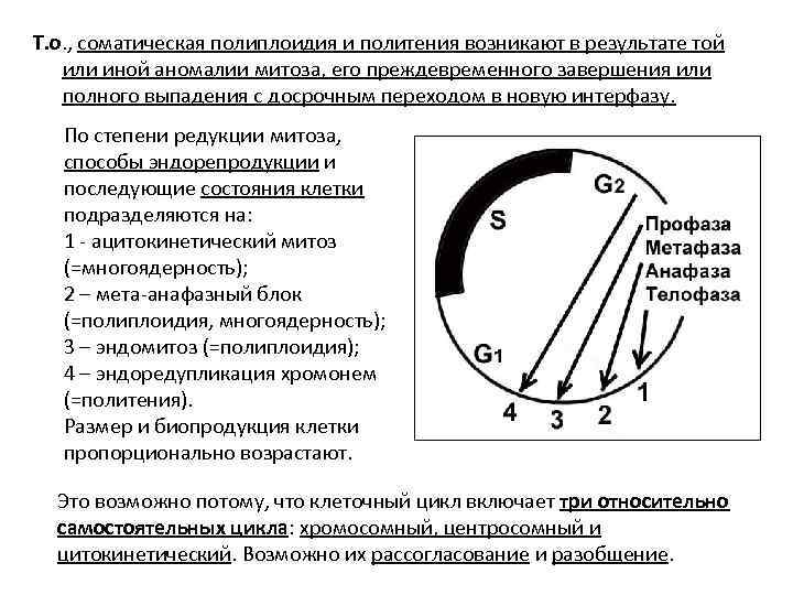 Т. о. , соматическая полиплоидия и политения возникают в результате той или иной аномалии