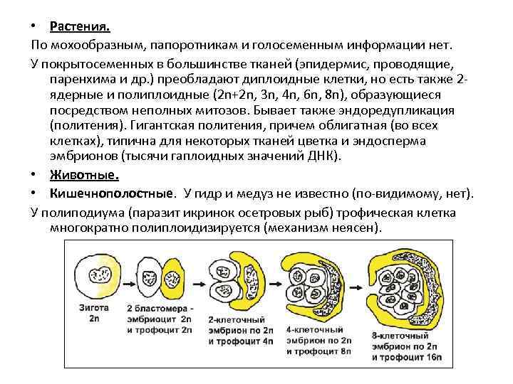  • Растения. По мохообразным, папоротникам и голосеменным информации нет. У покрытосеменных в большинстве