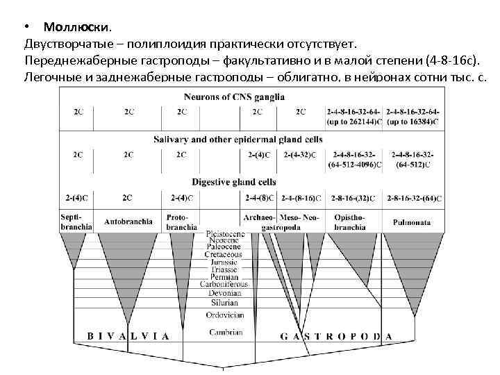  • Моллюски. Двустворчатые – полиплоидия практически отсутствует. Переднежаберные гастроподы – факультативно и в