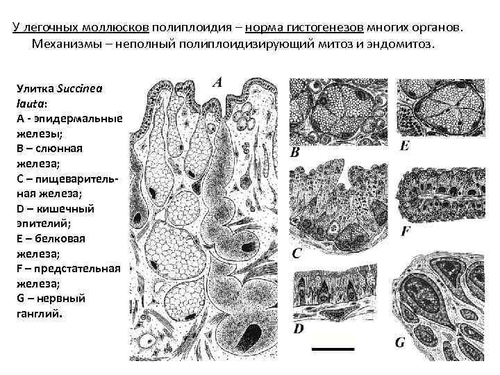 У легочных моллюсков полиплоидия – норма гистогенезов многих органов. Механизмы – неполный полиплоидизирующий митоз