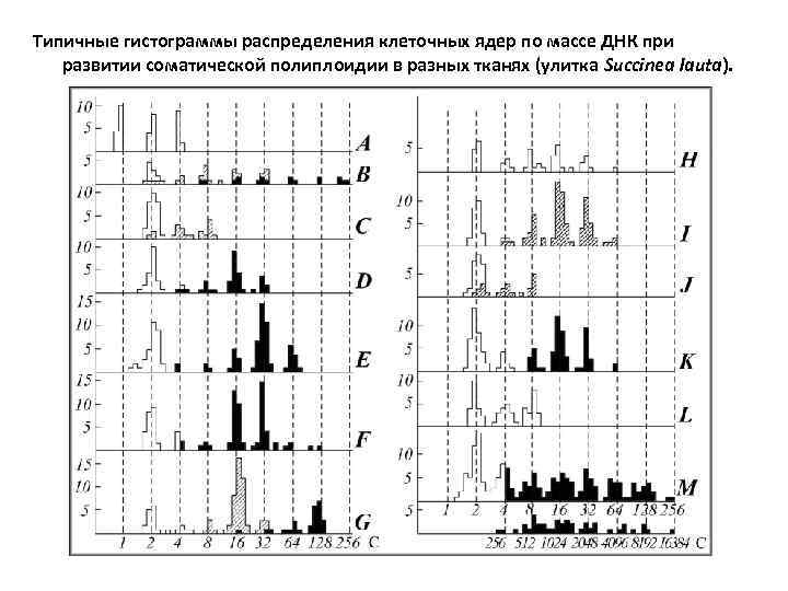 Типичные гистограммы распределения клеточных ядер по массе ДНК при развитии соматической полиплоидии в разных