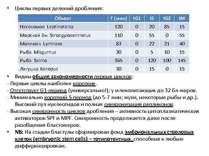  • Циклы первых делений дробления: Объект Т (мин) t. G 1 t. S