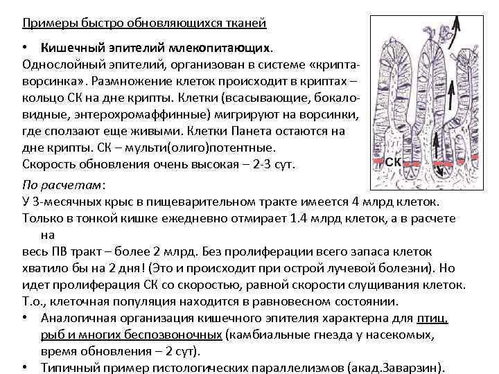 Примеры быстро обновляющихся тканей • Кишечный эпителий млекопитающих. Однослойный эпителий, организован в системе «криптаворсинка»