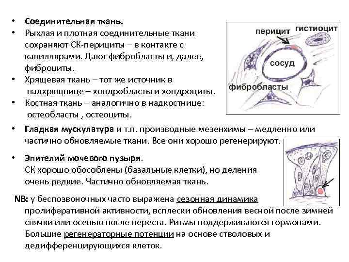  • Соединительная ткань. • Рыхлая и плотная соединительные ткани сохраняют СК-перициты – в