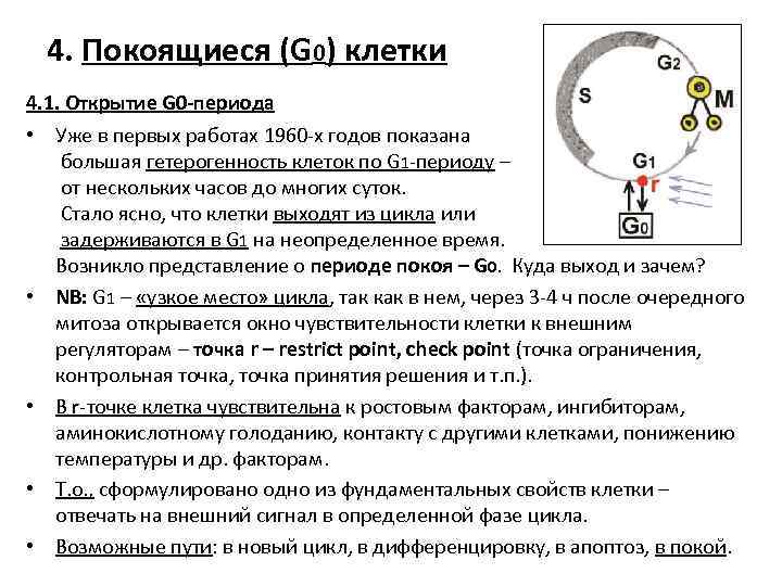 4. Покоящиеся (G 0) клетки 4. 1. Открытие G 0 -периода • Уже в