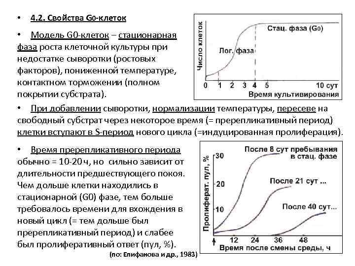  • 4. 2. Свойства G 0 -клеток • Модель G 0 -клеток –