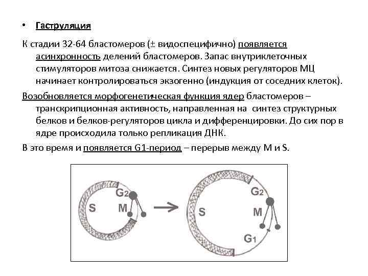  • Гаструляция К стадии 32 -64 бластомеров (± видоспецифично) появляется асинхронность делений бластомеров.