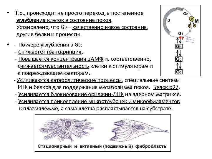  • Т. о. , происходит не просто переход, а постепенное углубление клеток в