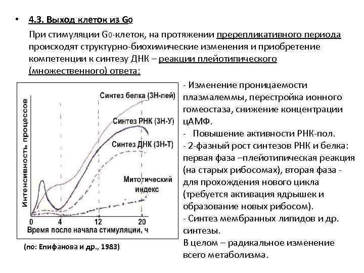  • 4. 3. Выход клеток из G 0 При стимуляции G 0 -клеток,