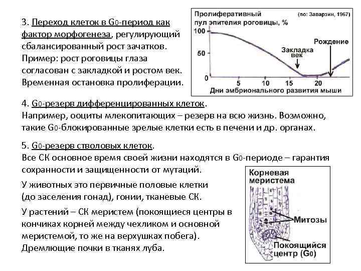 3. Переход клеток в G 0 -период как фактор морфогенеза, регулирующий сбалансированный рост зачатков.