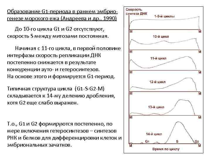 Образование G 1 -периода в раннем эмбриогенезе морского ежа (Андреева и др. , 1990)