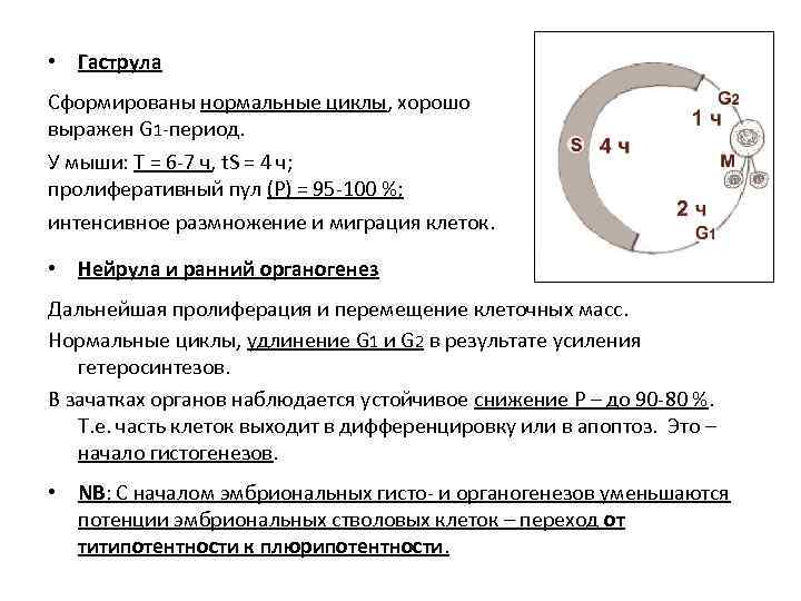  • Гаструла Сформированы нормальные циклы, хорошо выражен G 1 -период. У мыши: Т